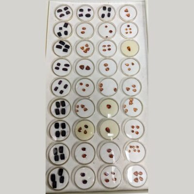(TMMLS274) Facetted Garnet ($50/ct)